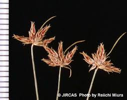 Image result for Bulbostylis trabeculata