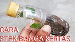 Selain cara menanam bunga asoka yang mudah, cara perawatan pohon bunga asoka pun termasuk sangat mudah untuk dilakukan. Cara Stek Bunga Kertas Youtube