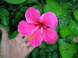 Hibiscus Rosa Sinensis China Rose