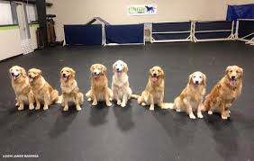 Maine Golden Retriever Club