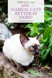 ❤️you can find oriental shorthair and siamese kittens for sale in our cattery. Why Most Siamese Cats Do Better In Pairs Purr Craze