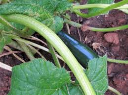 Because of this dormancy, late winter and early spring are typically the best times to make any adjustments to the shapes of many trees and shrubs. Do You Cut Back Your Squash Plants Blind Pig And The Acorn