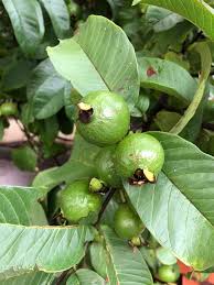 Image result for Psidium guajava