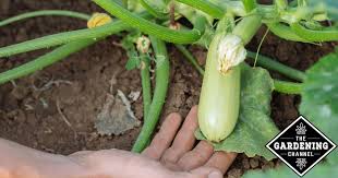 Not only are summer squash low in calories, but they also have little to no cholesterol, fat, and sodium—all nutrients we should be limiting. Health Benefits Of Zucchini Gardening Channel