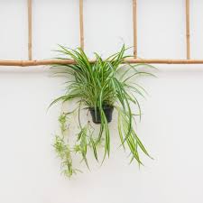 Image result for Chlorophytum