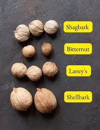 نتیجه جستجوی لغت [hickory] در گوگل
