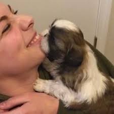 25 cute Shih Tzu puppies for sale in Rio Rancho, New Mexico