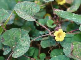 Image result for Merremia emarginata