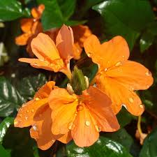 Image result for Crossandra mucronata