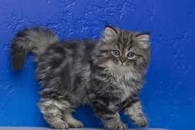 We highly recommend her breeding program! Pin On Tabby Cat Pics