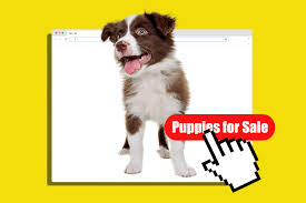This is absolutely vital to the health of the pup. Puppies For Sale Beware Of These Fake Websites Money