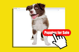 Labrador puppies for good homes $1 pic hide this posting restore restore this posting. Puppies For Sale Beware Of These Fake Websites Money