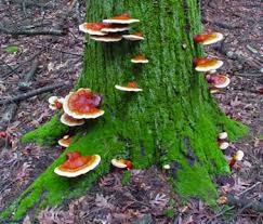 Image result for Ganoderma tsugae