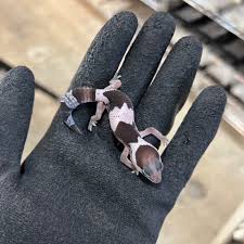 ニシアフリカトカゲモドキ(オレオ) B21 | ファニーテール | 大阪の爬虫類ショップ | 爬虫類の販売