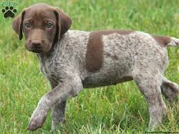 The german longhaired pointer (glp) is a breed of dog. German Shorthaired Pointer Puppies Puppy Dog Gallery Pointer Puppies German Shorthaired Pointer Puppies
