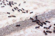 Want to spend the day at the beach, but not to be left there for hours and hours? Service Pest Control Lawn Care Ormond Beach Fl