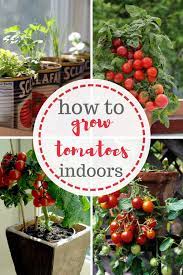Who Would Have Ever Thought That Growing Tomatoes Indoors Was Possible Gardening Growing Tomatoes Indoors Growing Organic Tomatoes Indoor Vegetable Gardening