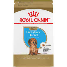 Medical detection dogs, milton keynes, united kingdom. Royal Canin Breed Health Nutrition Dachshund Puppy Dry Dog Food 2 5 Lbs Petco