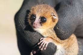 Neem deel aan walvisexcursies van juni tot december. Protect A Brand New Mouse Lemur In Madagascar Globalgiving