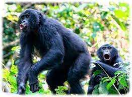 How can i save at bonobos? Bonobo Affen Geben Sich Als Kinder Aus Oiger