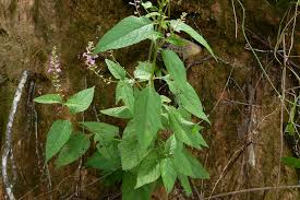 Image result for Priva flabelliformis