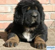 Big Fluffy Dog Breeds Black And Brown Black And White Tibetan Mastiff White Tibetan Mastiff Big Fluffy Dogs Large Dog Breeds