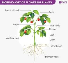 Ixora in marathi whatiscalled com. Morphology Of Flowering Plants Structure Of Flowering Plant