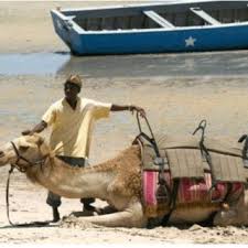 How many camels am i worth. Pdf The One Humped Camel In Southern Africa Unusual And New Records For Seven Countries In The Southern African Development Community
