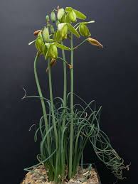 Image result for Albuca nigritana