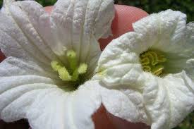 Image result for Coccinia sp. A