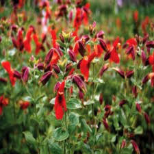 Image result for Mimulus