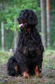 Image result for skotský setr gordonsetr