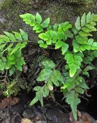 Image result for Asplenium cancellatum