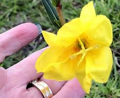 Image result for Oenothera stricta