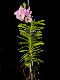 Image result for Vanda coerulea