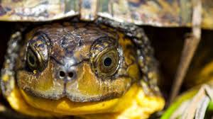 Image result for turtle