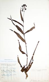 Image result for Aneilema johnstonii