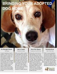 Outreach locations across the metro area also. Adopting A Rescue Dog Advice From Dog Professionals Kmvu Fox 26 Medford