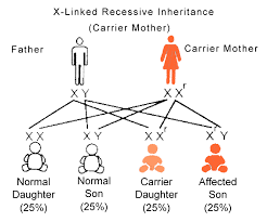 Relating to a trait encoded by a gene or genes specific to the. Mendelian Inheritance Basis Of Genetics Epomedicine
