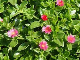 Aptenia Cordifolia Baby Sun Rose World Of Succulents Ground Cover Succulents Perennials