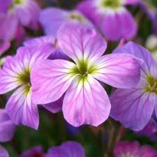 Image result for Malcolmia maritima