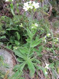 Image result for Arabis alpina