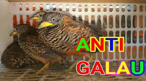 Suara Anak Burung Puyuh Hutan Calon Pikat Youtube