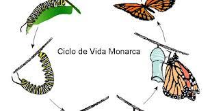 Cuaderno De Biologia Iv De Brenda Grupo 618 Practica De La Mariposa Monarca Y Mapa Conceptual De La Mariposa Brenda Garcia Orozco Grupo 618