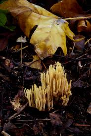 Image result for Ramaria stricta