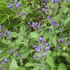 Image result for Strobilanthopsis