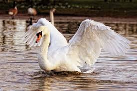 June 14, 2021 stiker wa bersuara. 7 Fakta Menarik Mute Swan Angsa Elegan Yang Gak Banyak Bersuara Telur Angsa Xerver Z Yahoo