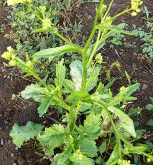 Image result for Brassica juncea