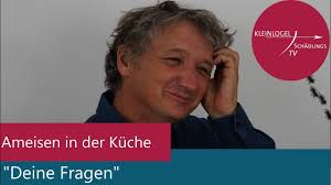 Ameisen In Der Kuche Deine Fragen Youtube