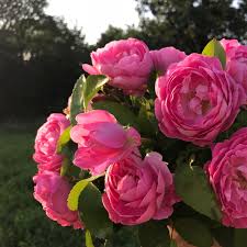 During his nearly 40 years at iowa state, he introduced 86. Iowafarm Florist Blog Local Iowa Florist Pepperharrow Farm